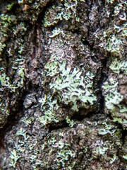 Hypogymnia physodes