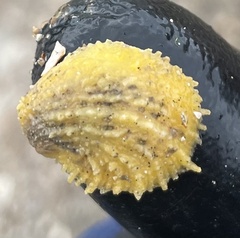 Bostrycapulus aculeatus