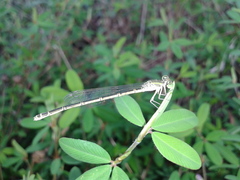 Paracercion v-nigrum