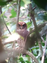 Strix virgata