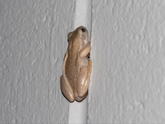 Litoria rubella