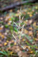 Calamagrostis epigejos