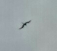 Fregata magnificens