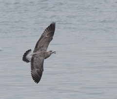 Larus fuscus heuglini