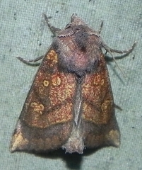 Papaipema impecuniosa