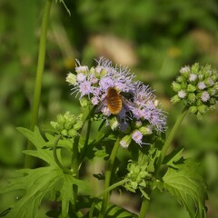 Bombyliini