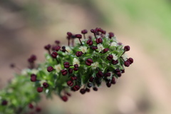 Acaena echinata
