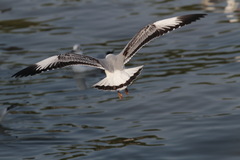 Chroicocephalus brunnicephalus