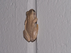 Litoria rubella