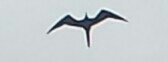 Fregata magnificens