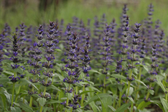 Ajuga