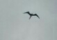 Fregata magnificens