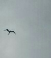 Fregata magnificens