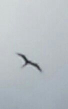 Fregata magnificens
