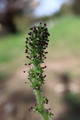 Acaena echinata