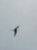 Fregata magnificens