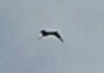 Fregata magnificens