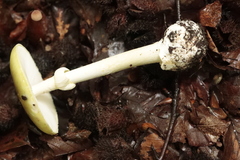 Amanita phalloides