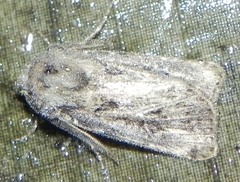 Agrotis gladiaria