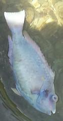 Sparisoma