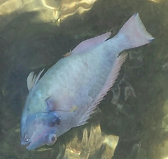 Sparisoma
