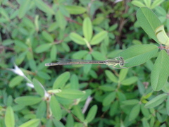 Paracercion v-nigrum