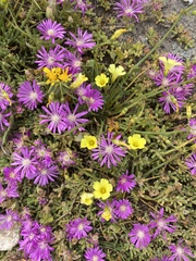 Drosanthemum