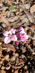 Boronia fastigiata