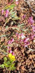 Boronia fastigiata