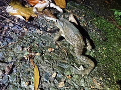 Bufo bankorensis