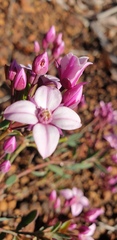 Boronia fastigiata