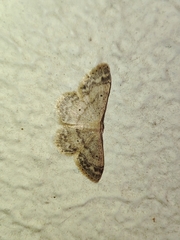 Idaea biselata