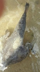 Ogcocephalus cubifrons