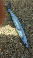 Hemiramphus brasiliensis