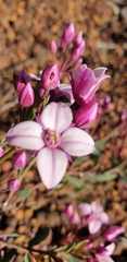 Boronia fastigiata