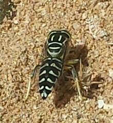 Stictia signata