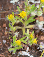 Triptilodiscus pygmaeus