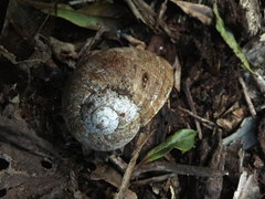 Hedleyella falconeri