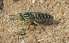 Stictia signata