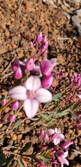 Boronia fastigiata