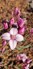 Boronia fastigiata