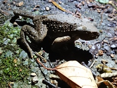 Bufo bankorensis