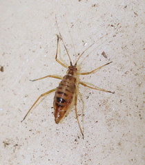 Euceraphis