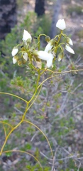 Drosera pallida