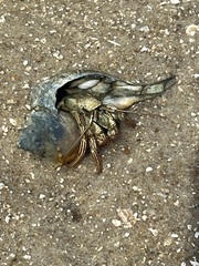 Clibanarius vittatus