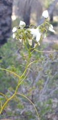Drosera pallida
