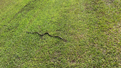 Pantherophis spiloides