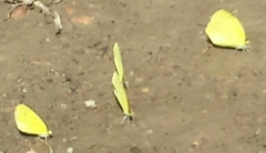 Coliadinae