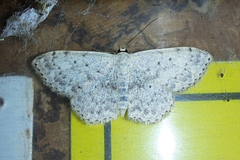 Scopula marginepunctata