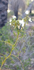 Drosera pallida